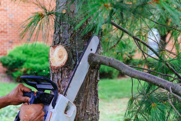 Best Fruit Tree Pruning  in China Grove, NC